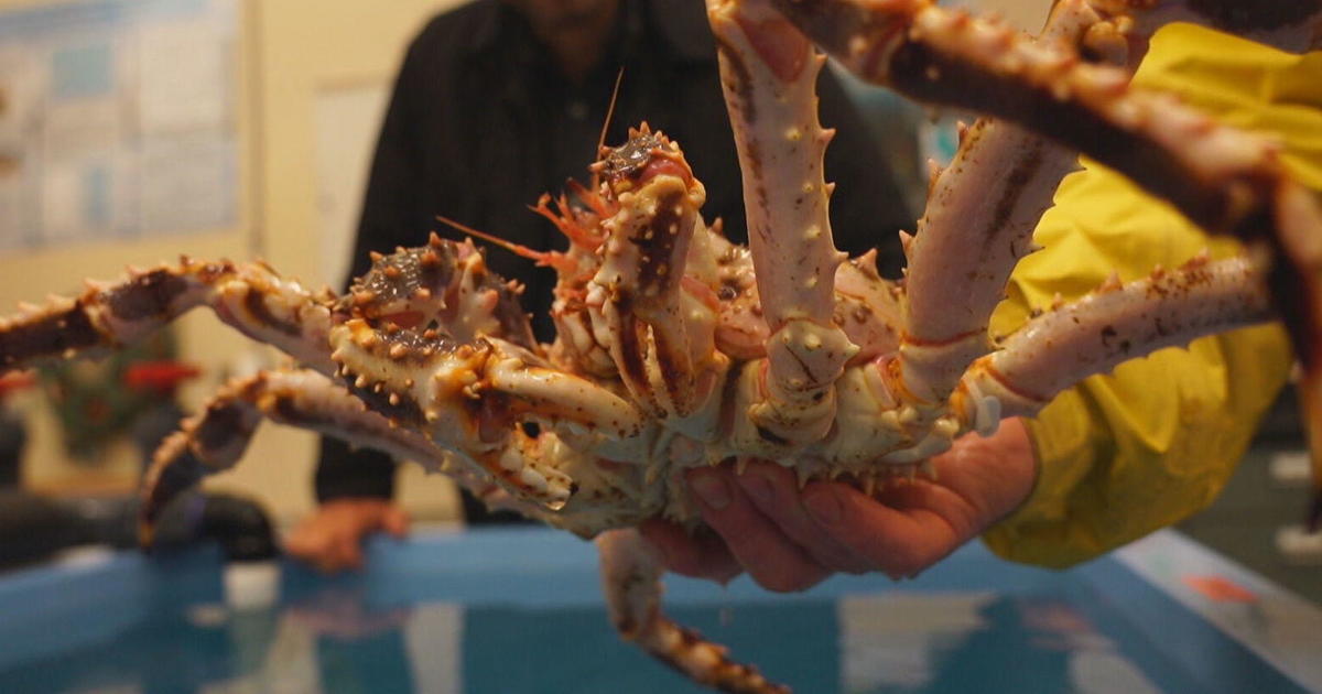 Alaska's snow crab season is back after 2-year pause, but battered industry faces uncertainty