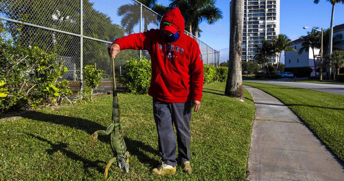 How cold does it need to get in Florida before iguanas start falling out of trees?