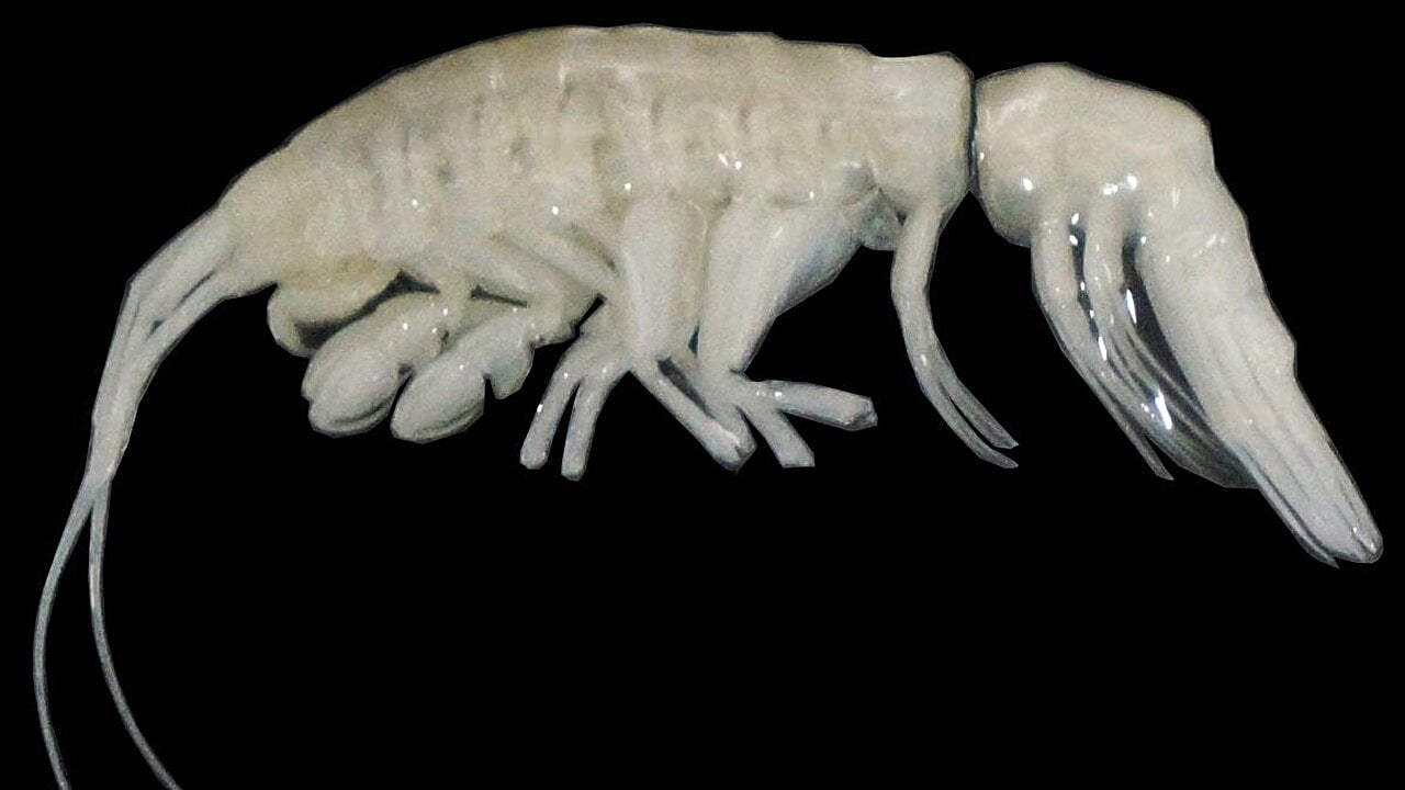 Researchers discover new ocean predator in the Atacama Trench