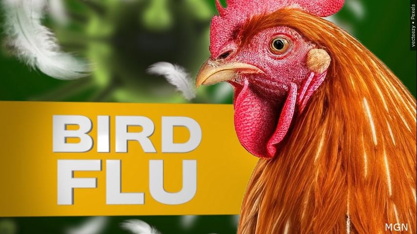 Louisiana man who contracted strain of bird flu has died, state Health Department says