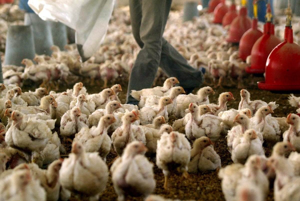 First bird flu patient in U.S. dies in Louisiana