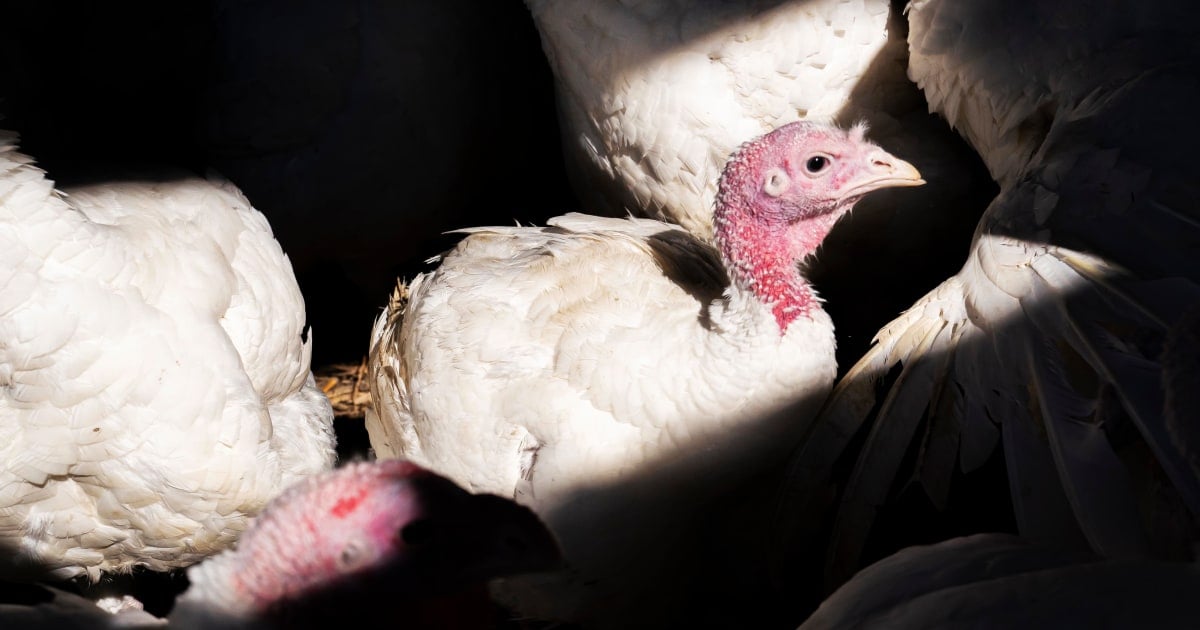 U.S. records its first human bird flu death