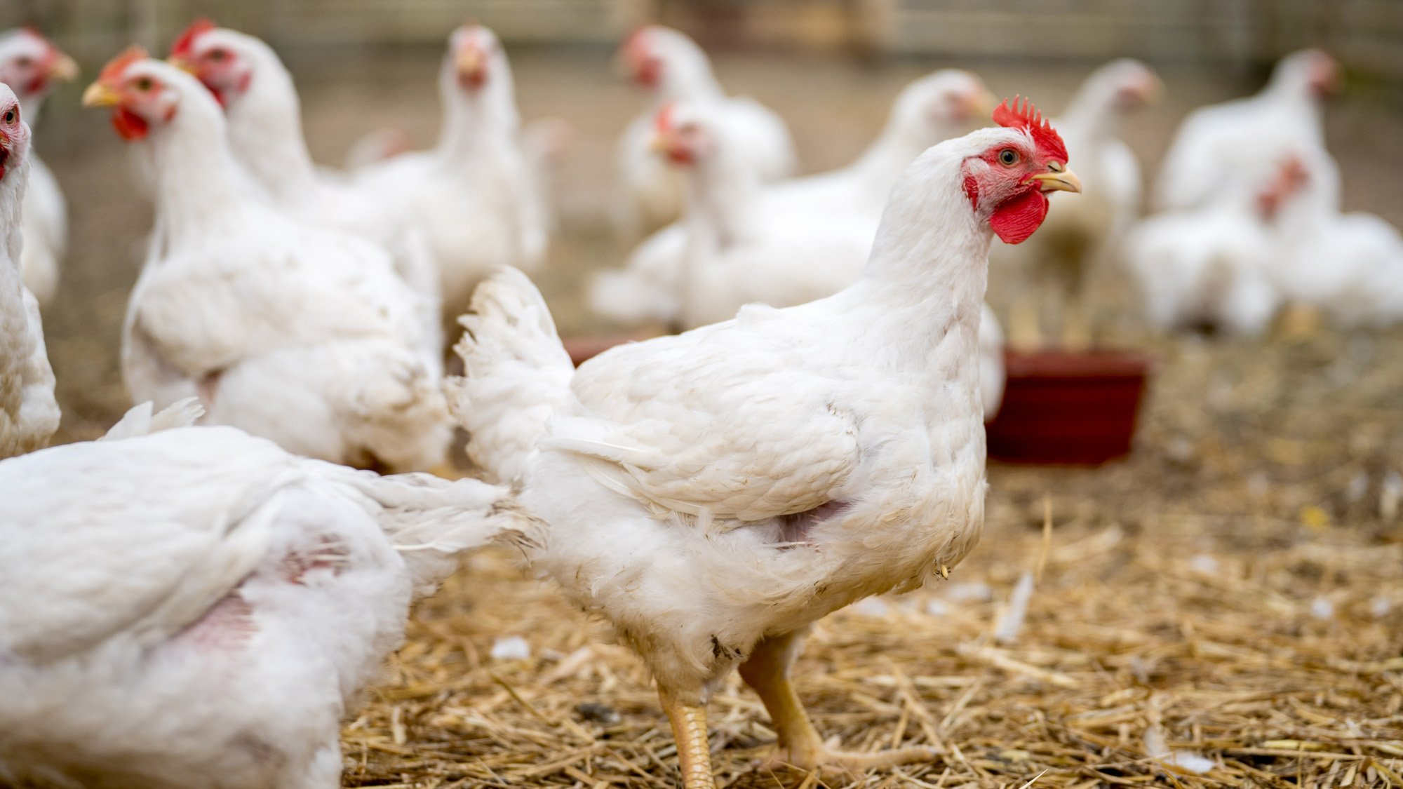 The first confirmed, severe human case of bird flu is here