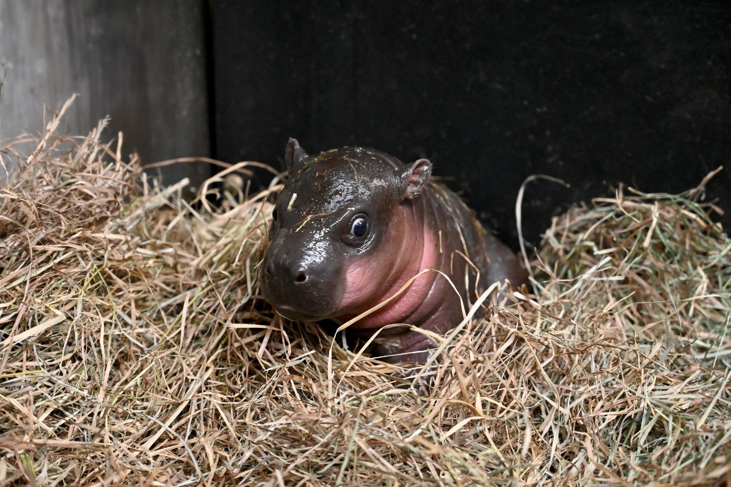 Meet ‘New Deng’: Virginia Zoo’s Latest Addition Is a Baby Pygmy Hippo