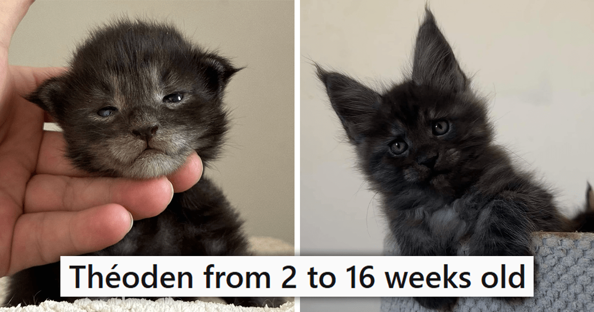 Pictures Capturing the Adorable Progression of a Tiny Kitten Into a Giant and Majestic Maine Coon Cat