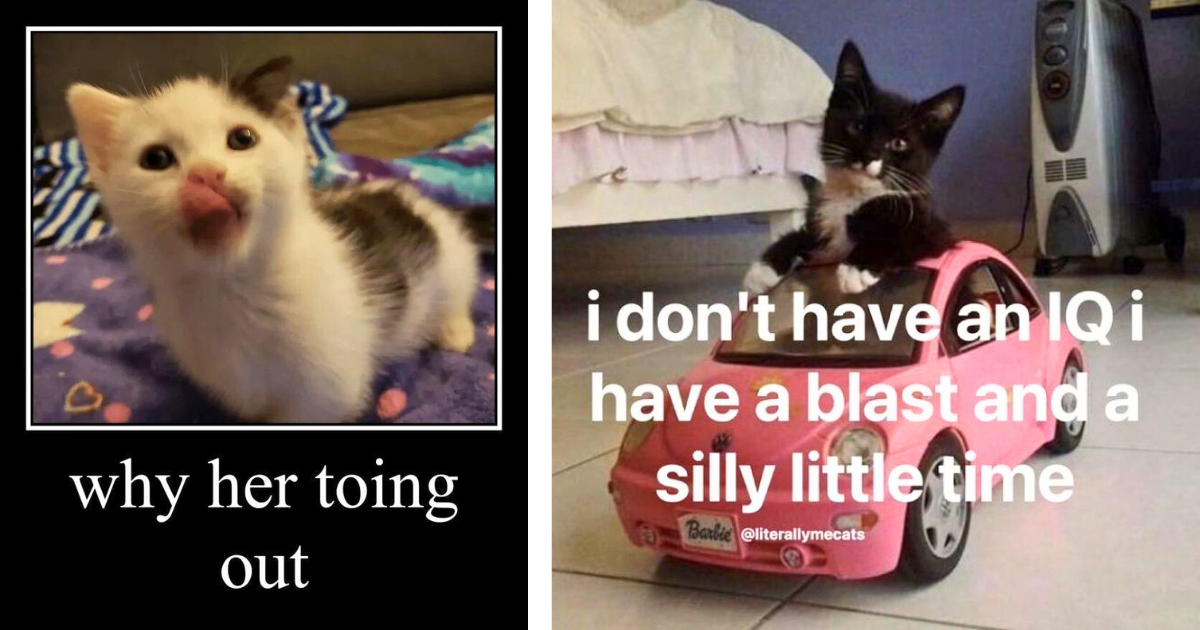 25 Cute Cat Memes Gently Meowing to Your Face For Increased Wholesome Fluffy Feline Factor