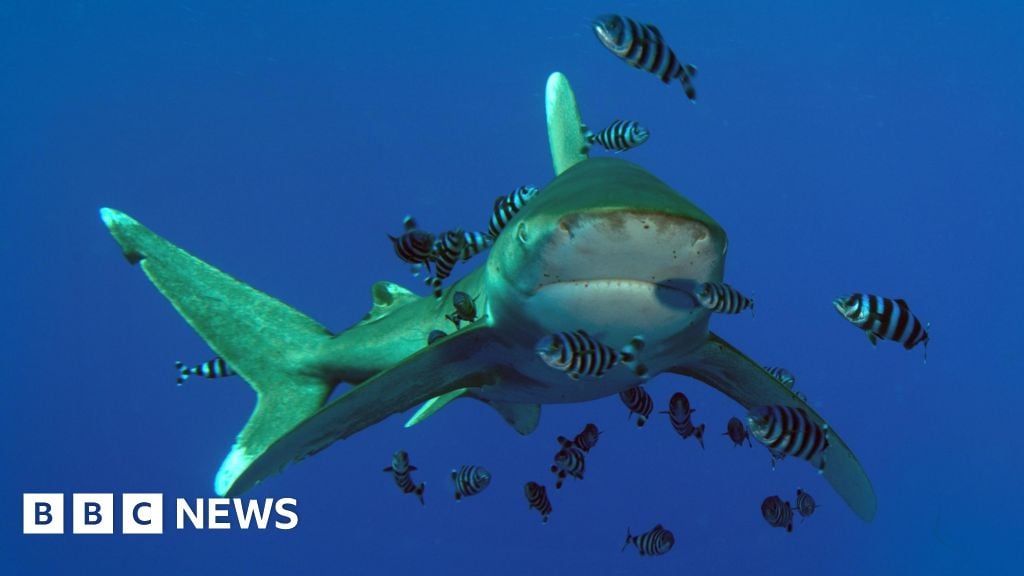 Tourist killed in shark attack off Egyptian coast