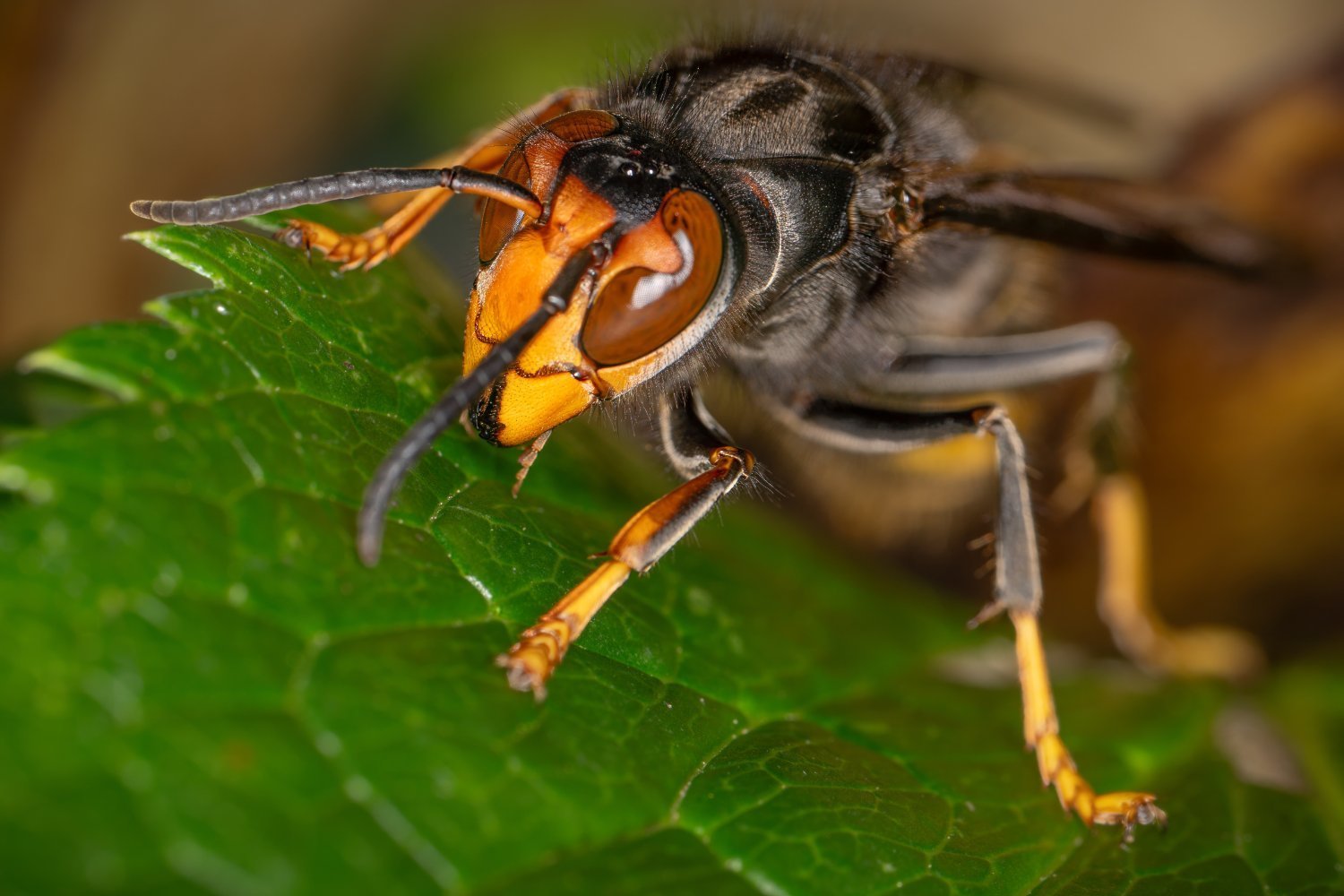 Invasive Murder Hornet Gone From the U.S., Officials Confirm