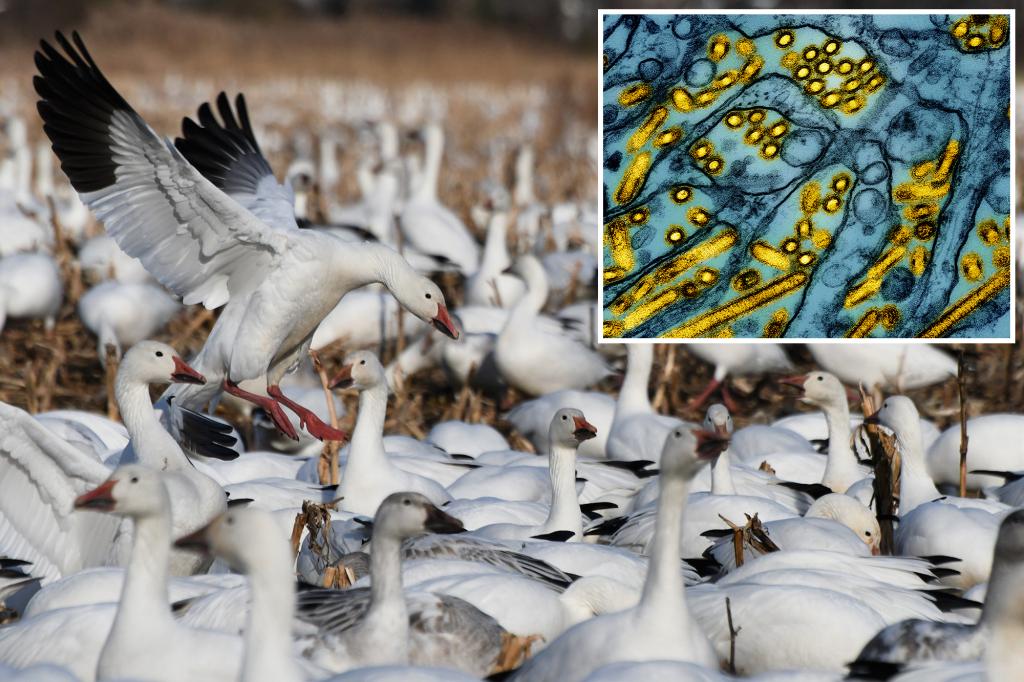 Bird flu wipes out 200 snow geese in Pennsylvania as expert fears 'something worse is on the way'