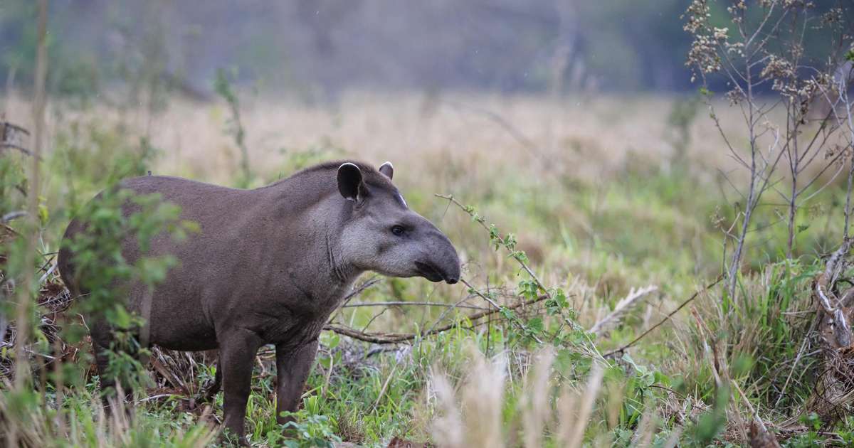 Herbívoro, solitário e citado de maneira pejorativa: conheça o maior mamífero terrestre da América do Sul