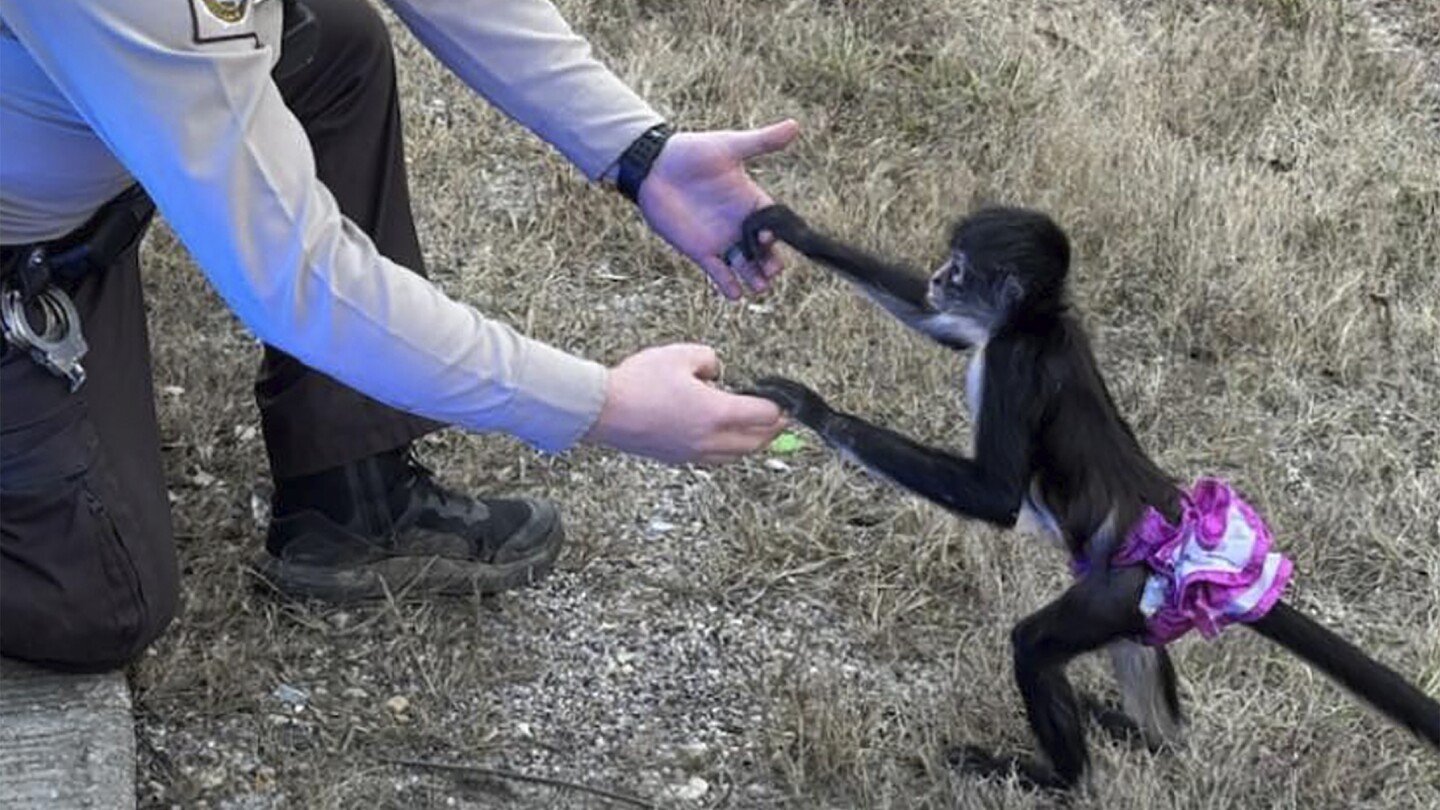 Monkey in a tutu escapes from a home. Missouri sheriff's office says the capture was 'bananas'