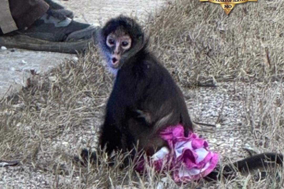 Tutu-wearing spider monkey found wandering loose in Missouri