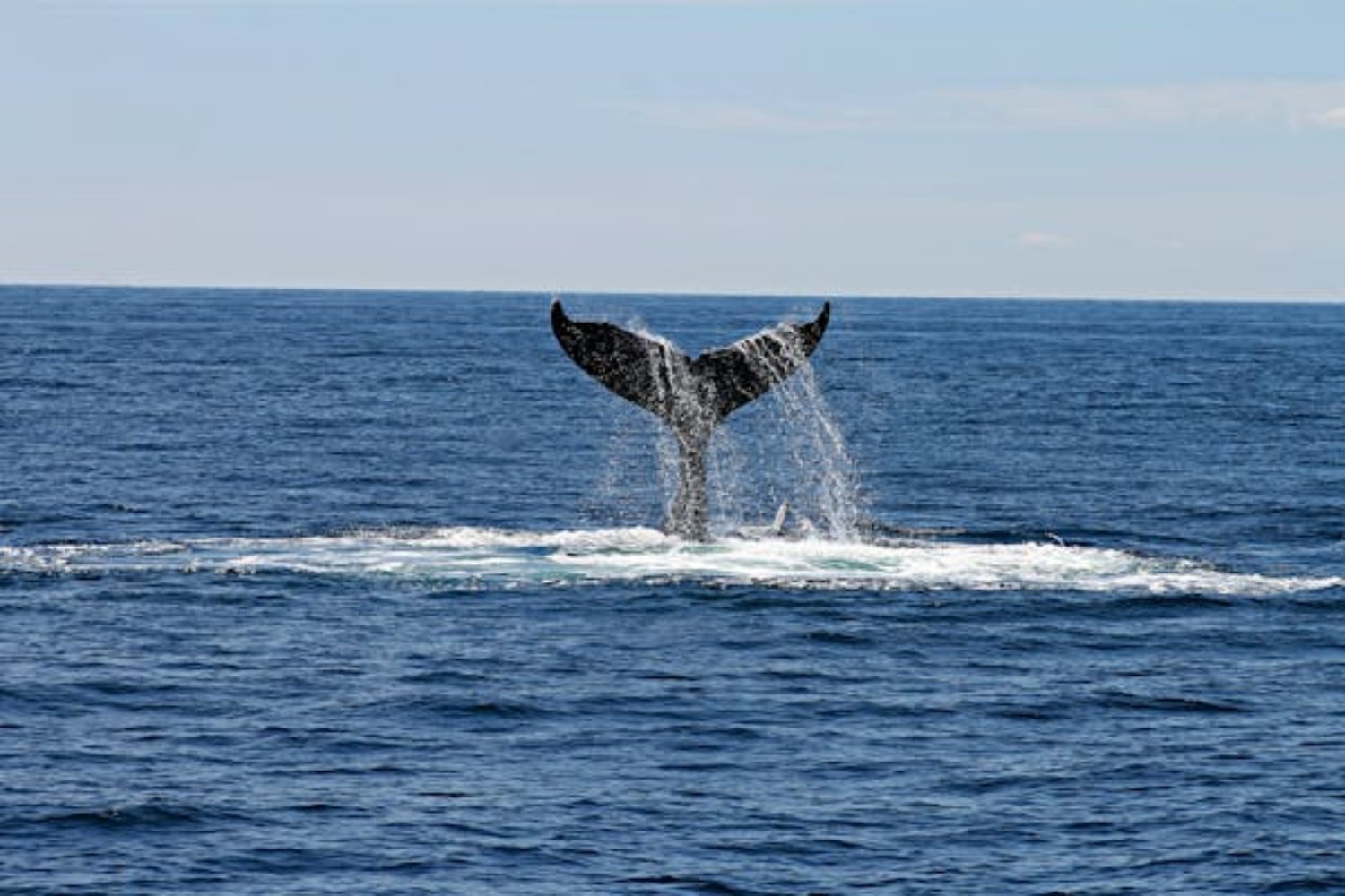 Una ballena recorre más de 13.000 kilómetros: El épico viaje desde Colombia hasta Zanzíbar