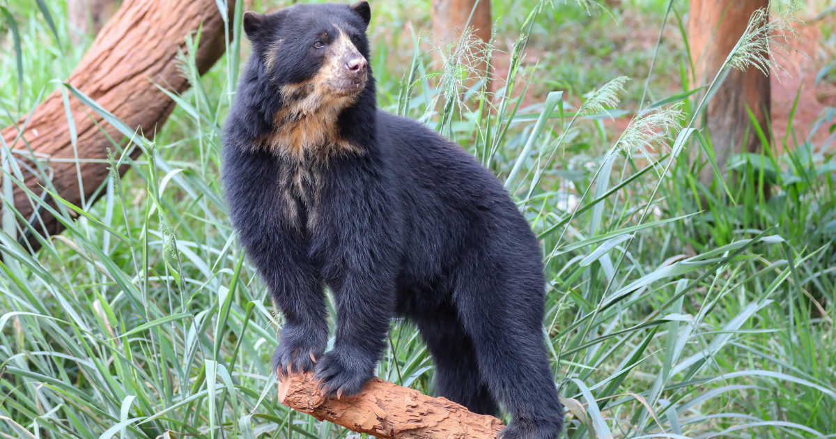 Andean Bears Are Endangered But A Team Is Working On A Sustainable Project That May Help Protect The Species Long Into The Future