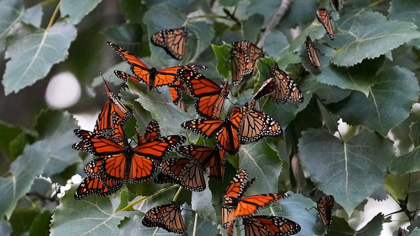 Monarch butterflies will get federal protections as a threatened species