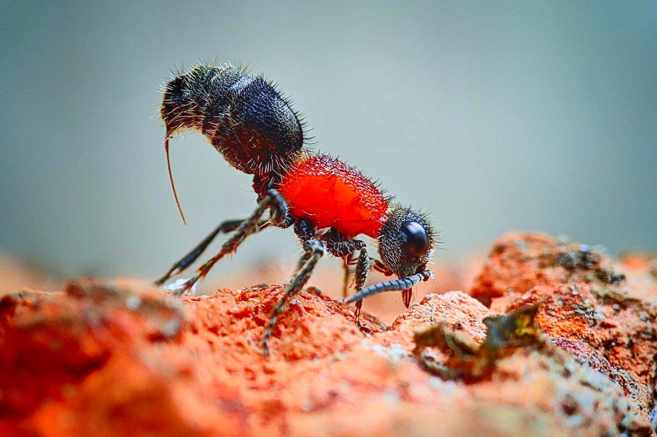 Secrets of velvet ant's venom explain what makes its sting so painful