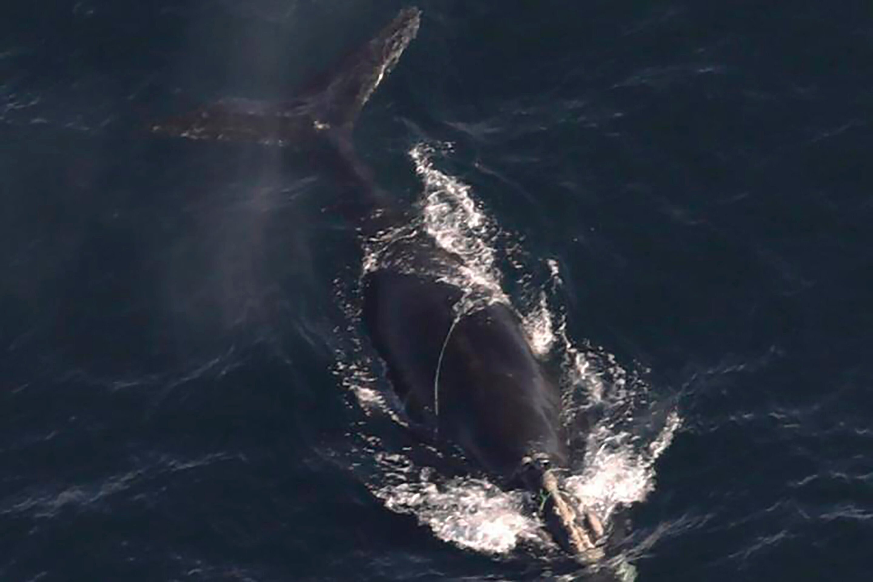 Endangered whales found entangled in rope off Massachusetts, and 1 is likely to die