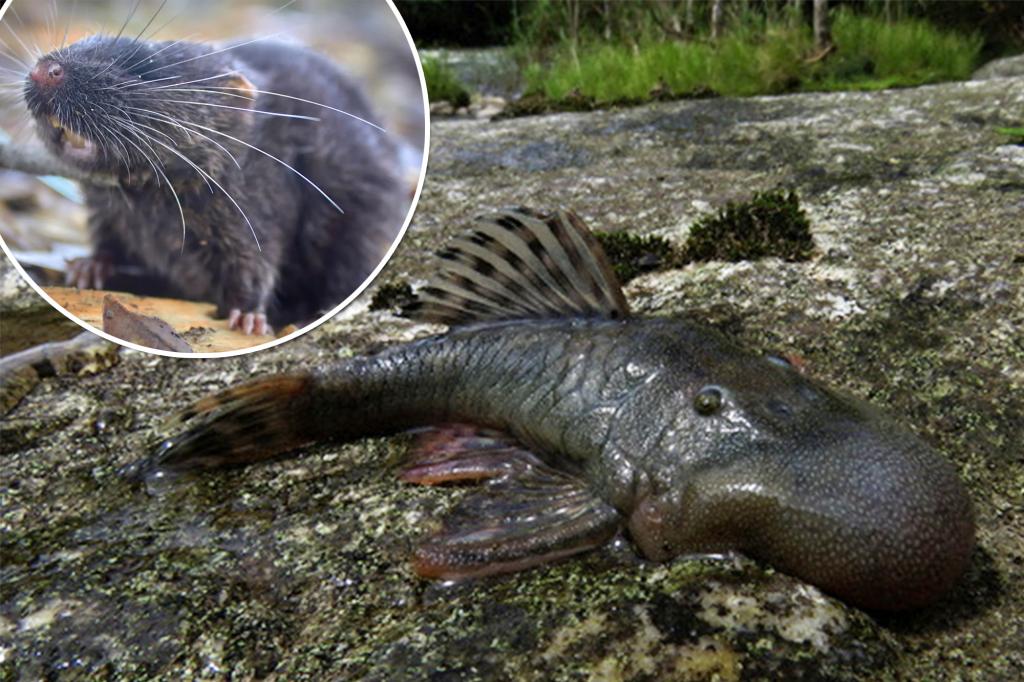 'Blob-headed' fish among 27 new species discovered in Peru