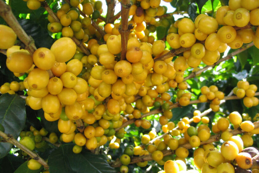 "Oro amarillo": el fruto exótico que nos da un empujón de colágeno para mejorar la salud de la piel