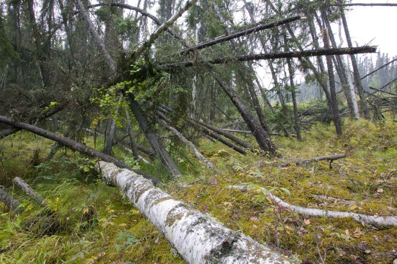 Melting permafrost makes 'drunken forests' store less carbon