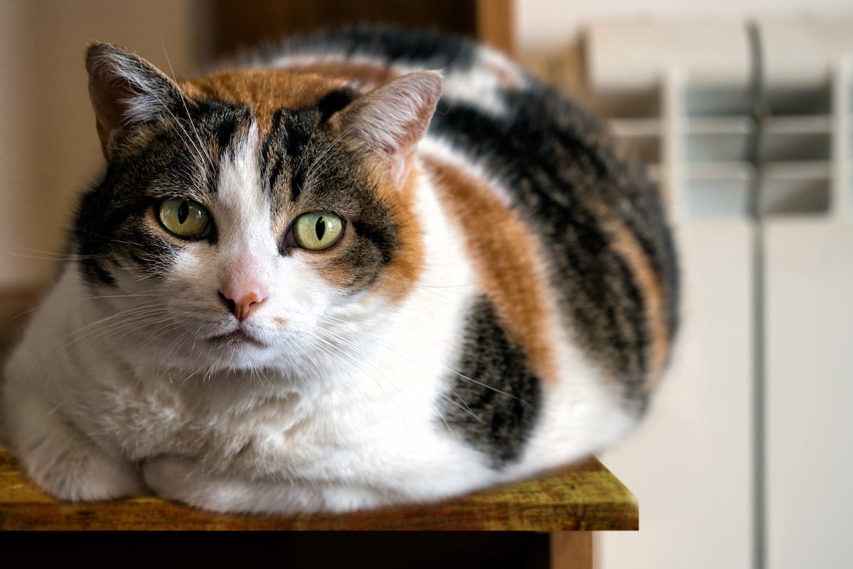 Calico Cat's Curiosity About Desktop Physics Toy Is Too Funny