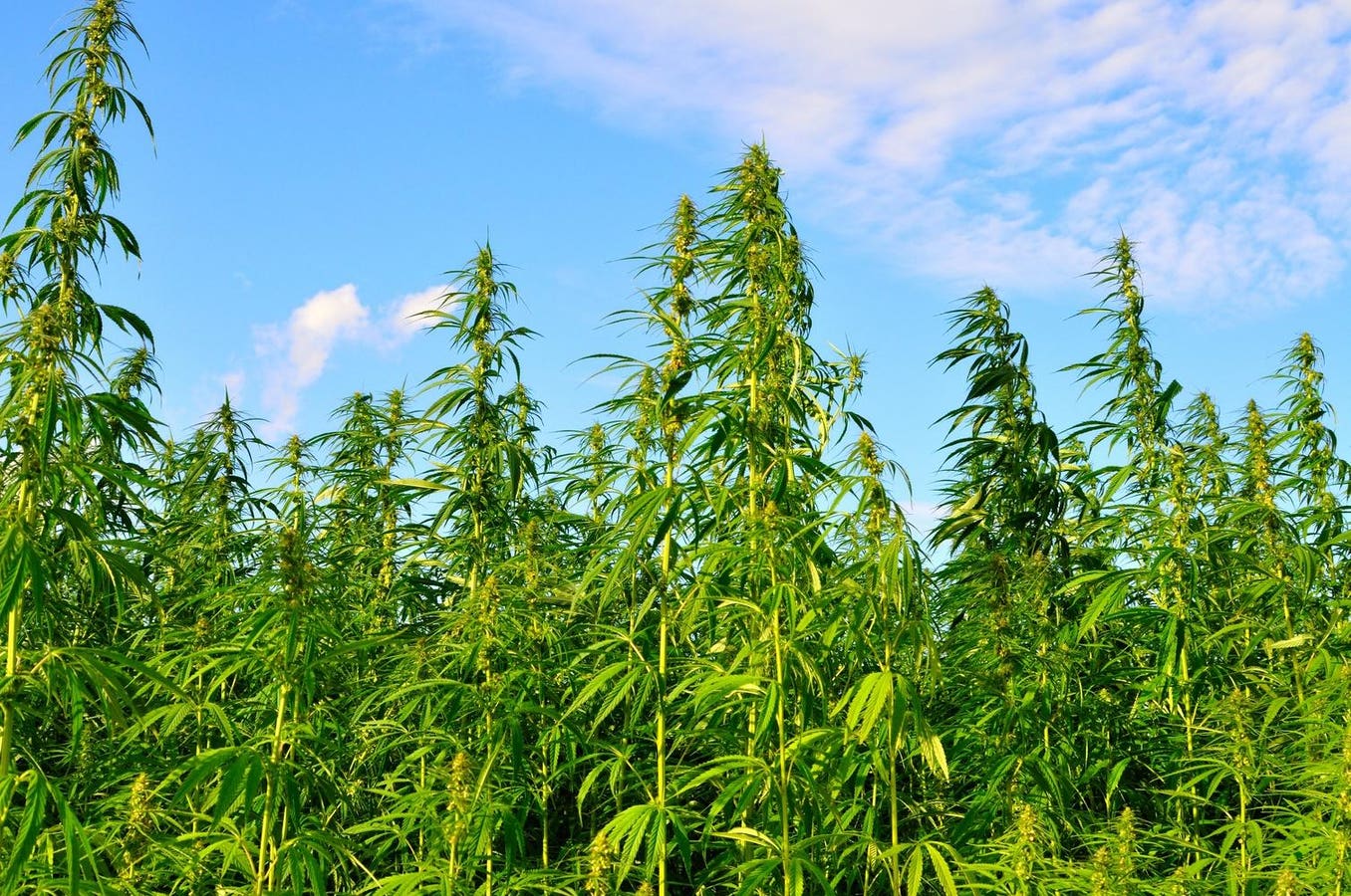 Judge Halts Tennessee Rules That Would Ban Hemp Products