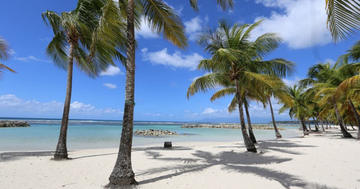 Guadeloupe. Maladie mortelle et érosion : les cocotiers vont-ils disparaître des plages ?