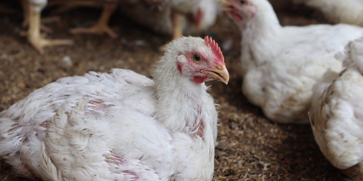 First US bird flu death recorded in Louisiana as outbreak spreads