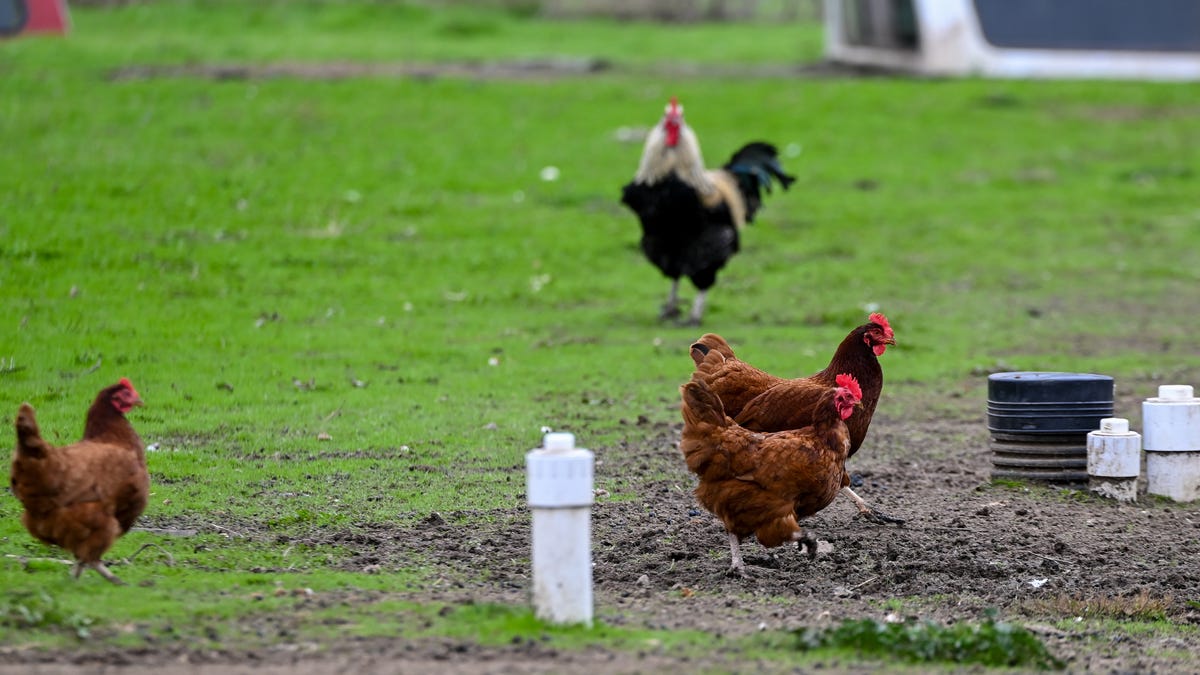 The person with the first severe case of the H5N1 bird flu in the U.S. has died