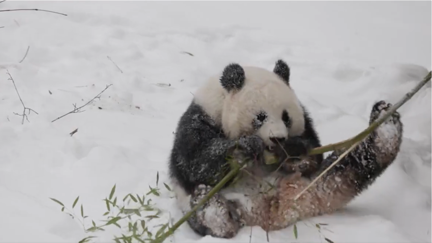 The National Zoo's giant pandas make the most of DC's snow