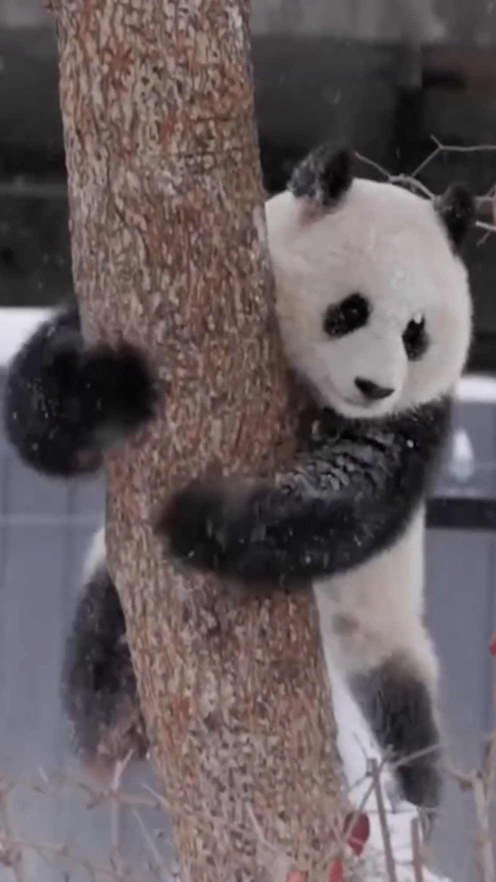 WATCH: Adorable giant pandas enjoy snow day at their new home, the Smithsonian National Zoo