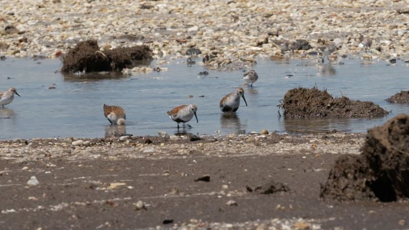 Bird poop may be the key to stopping the next flu pandemic. Here’s why.