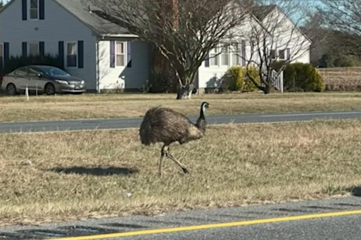 Emu seen wandering loose in Maryland town