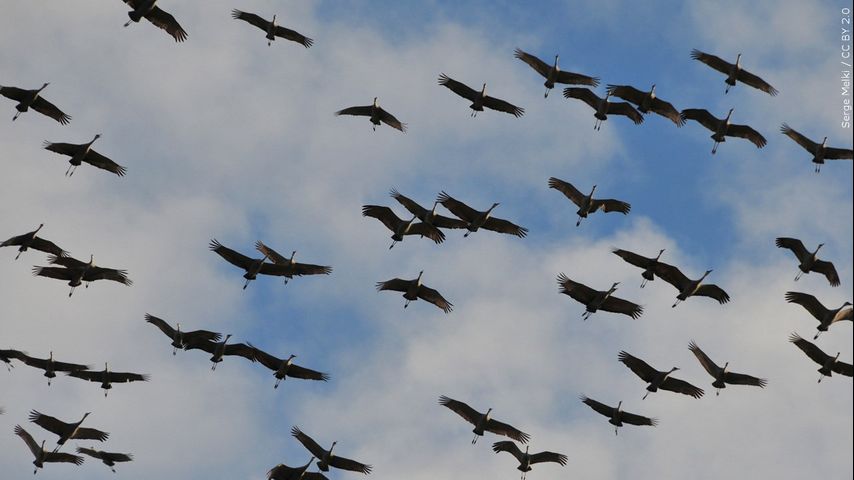 After bird flu death of Louisiana man, veterinarians and CDC say it is not time to panic