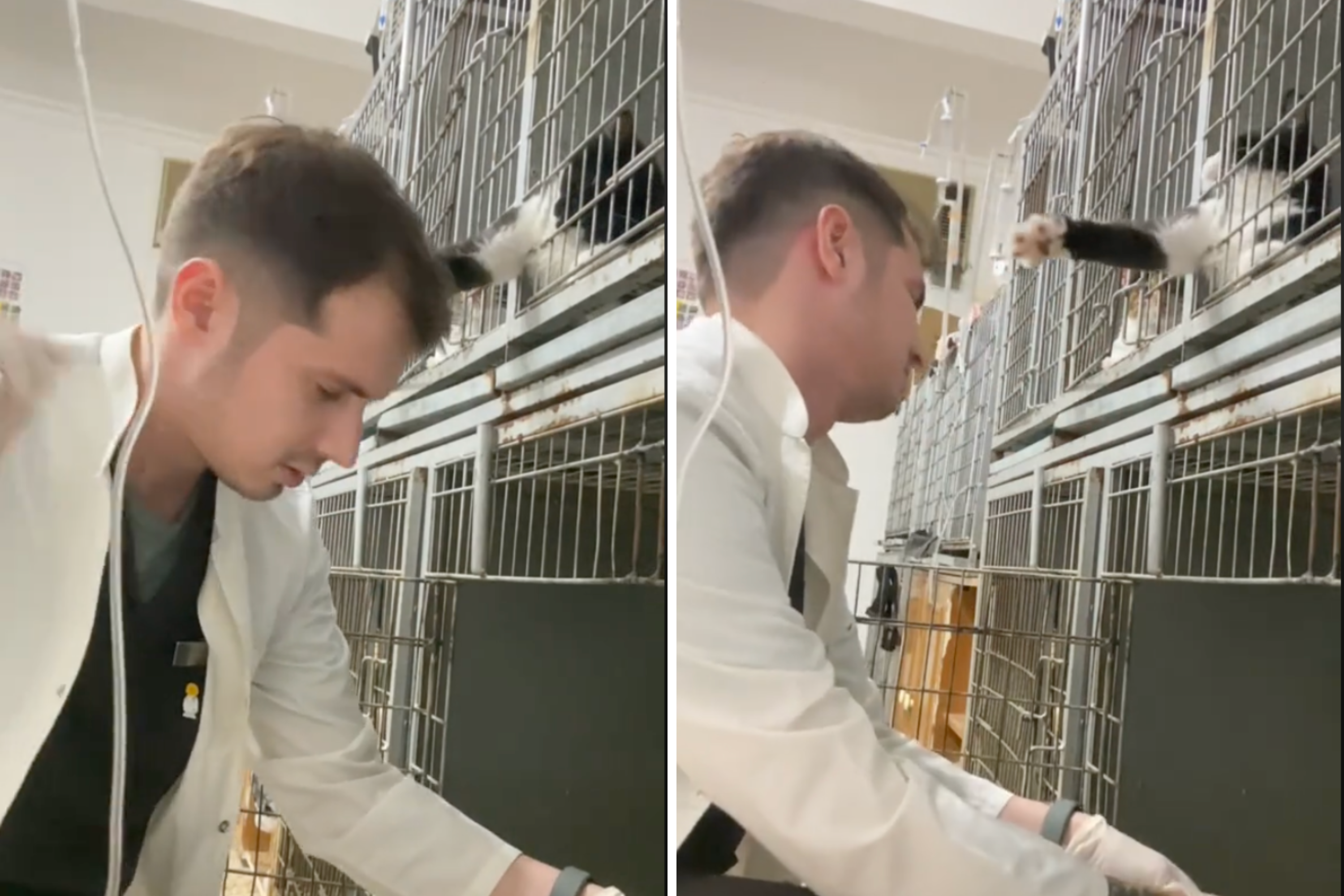 Vet Just Trying To Do His Job, Cat Has Other Ideas