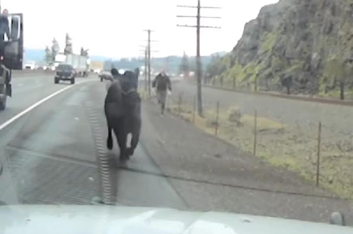 Cow traverses highway, river before being caught on railroad tracks