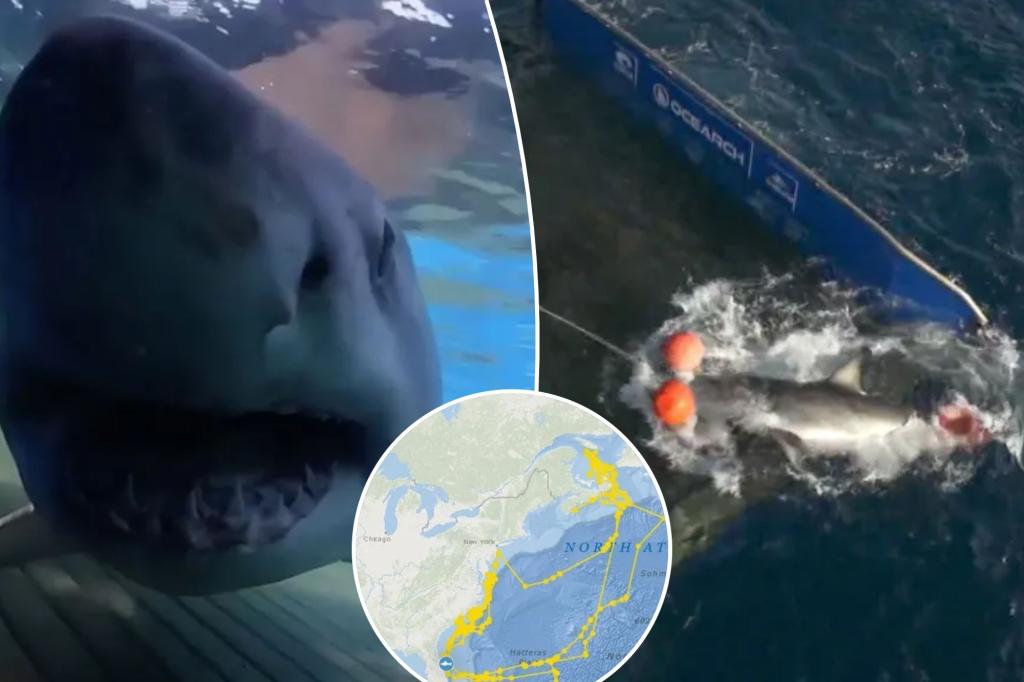 Great white shark Breton is back in Florida, scientists say