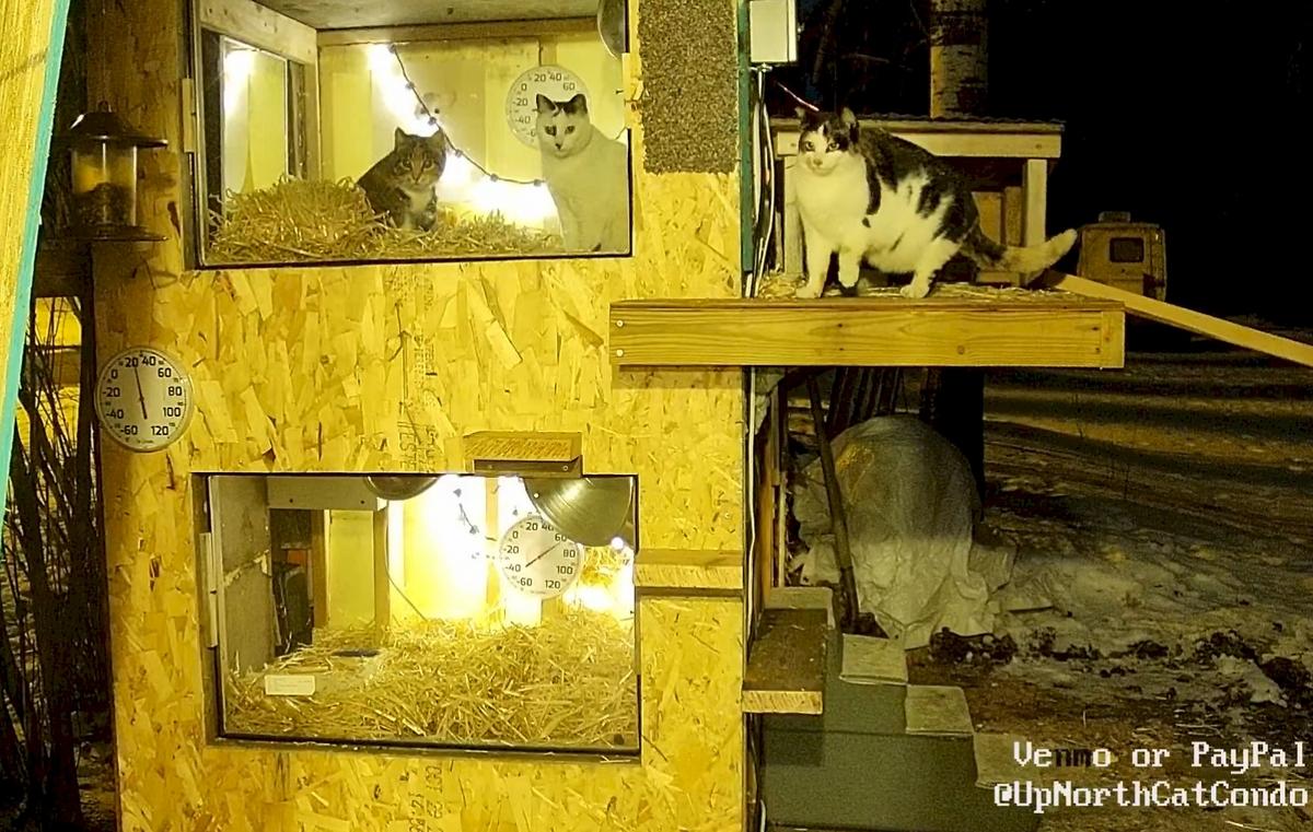 Frazee Cat Family's Cozy Condo Livestream C