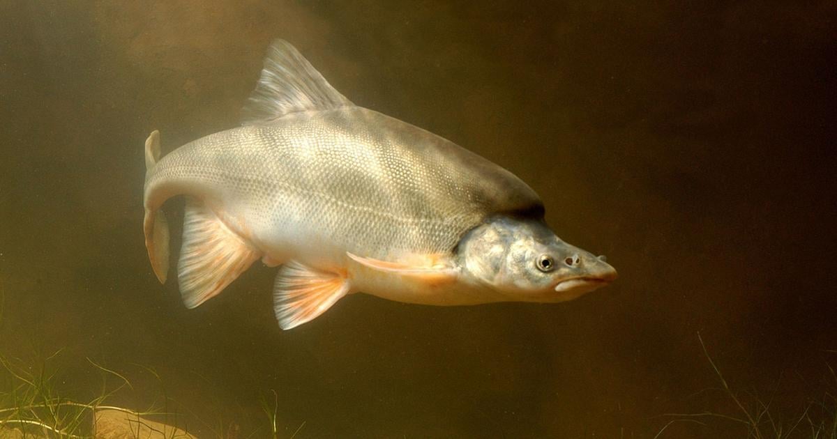 Funding to save Colorado River fish approved